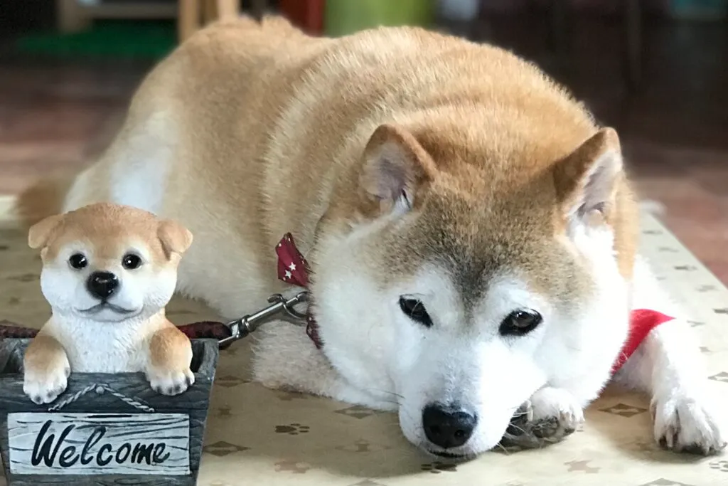 準備は出来ていますか？犬や猫の介護の準備・方法お教えします～排泄　寝たきりの介助編～